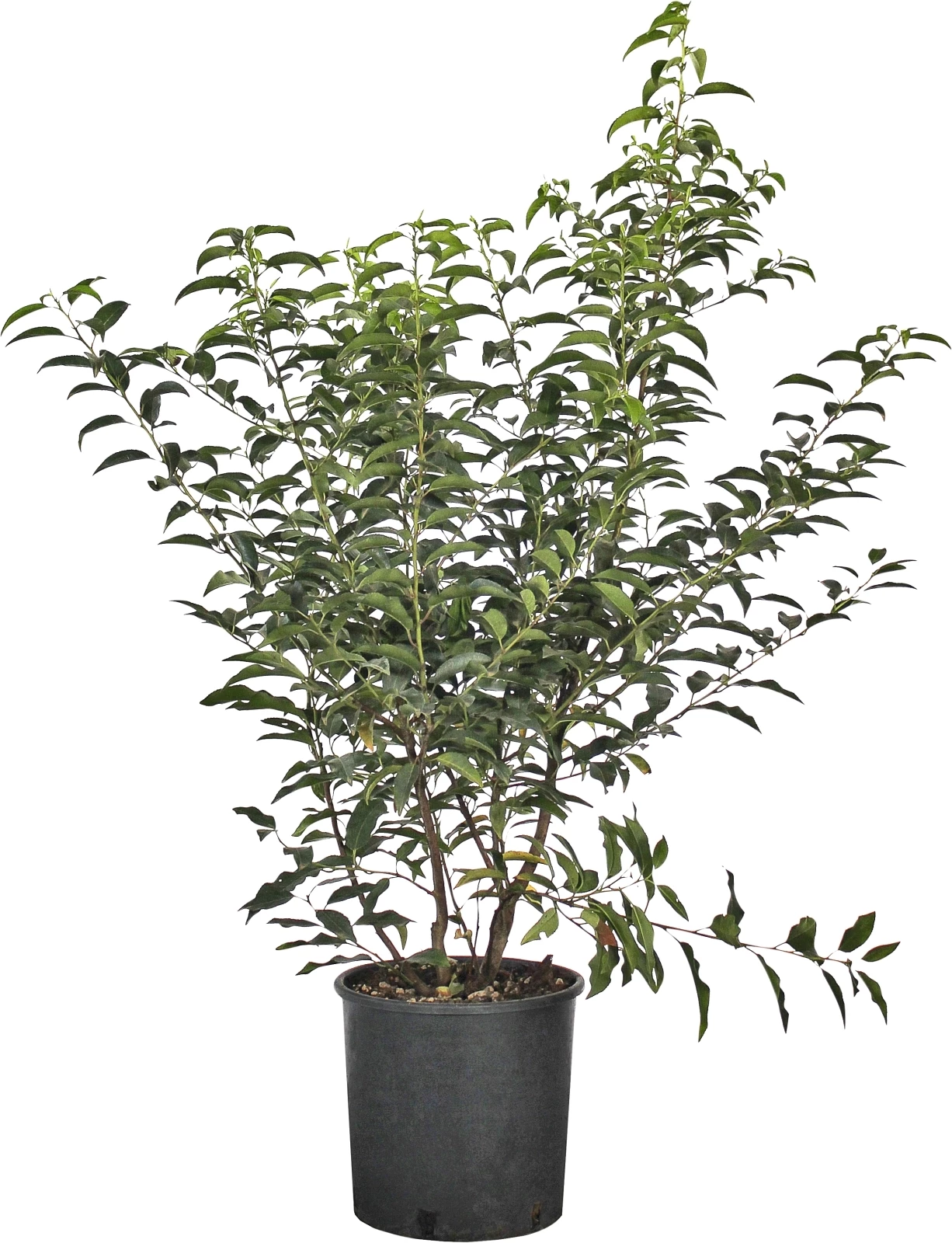 Prunus Lus.Angust. C10l