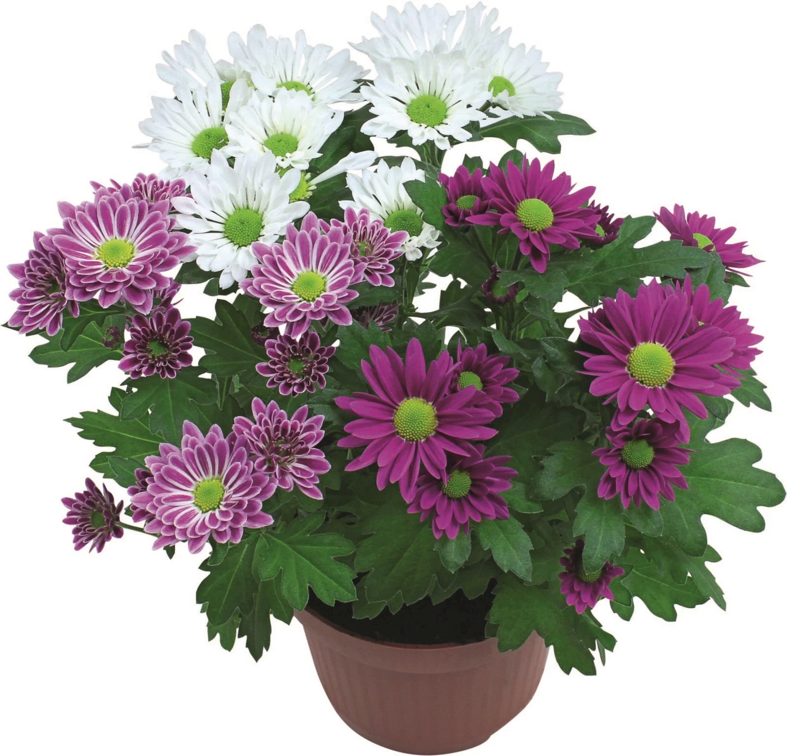 Chrysanthemum Wildberry P12 cm
