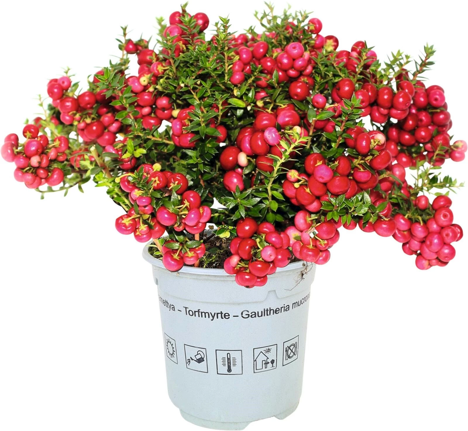 Pernettya Mix P10.5 cm