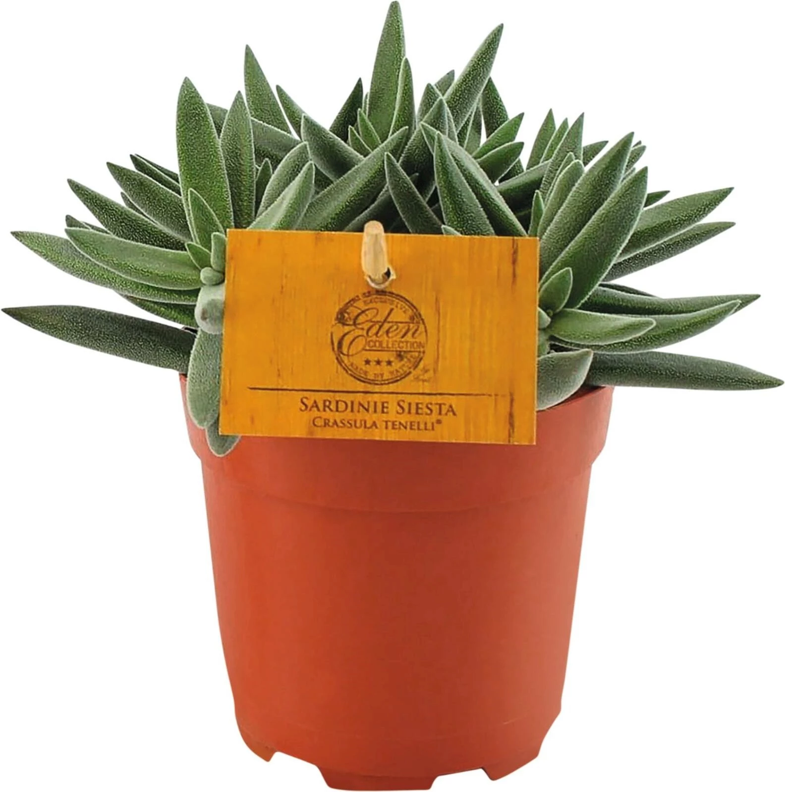 Grünpflanzen mix  P12 cm