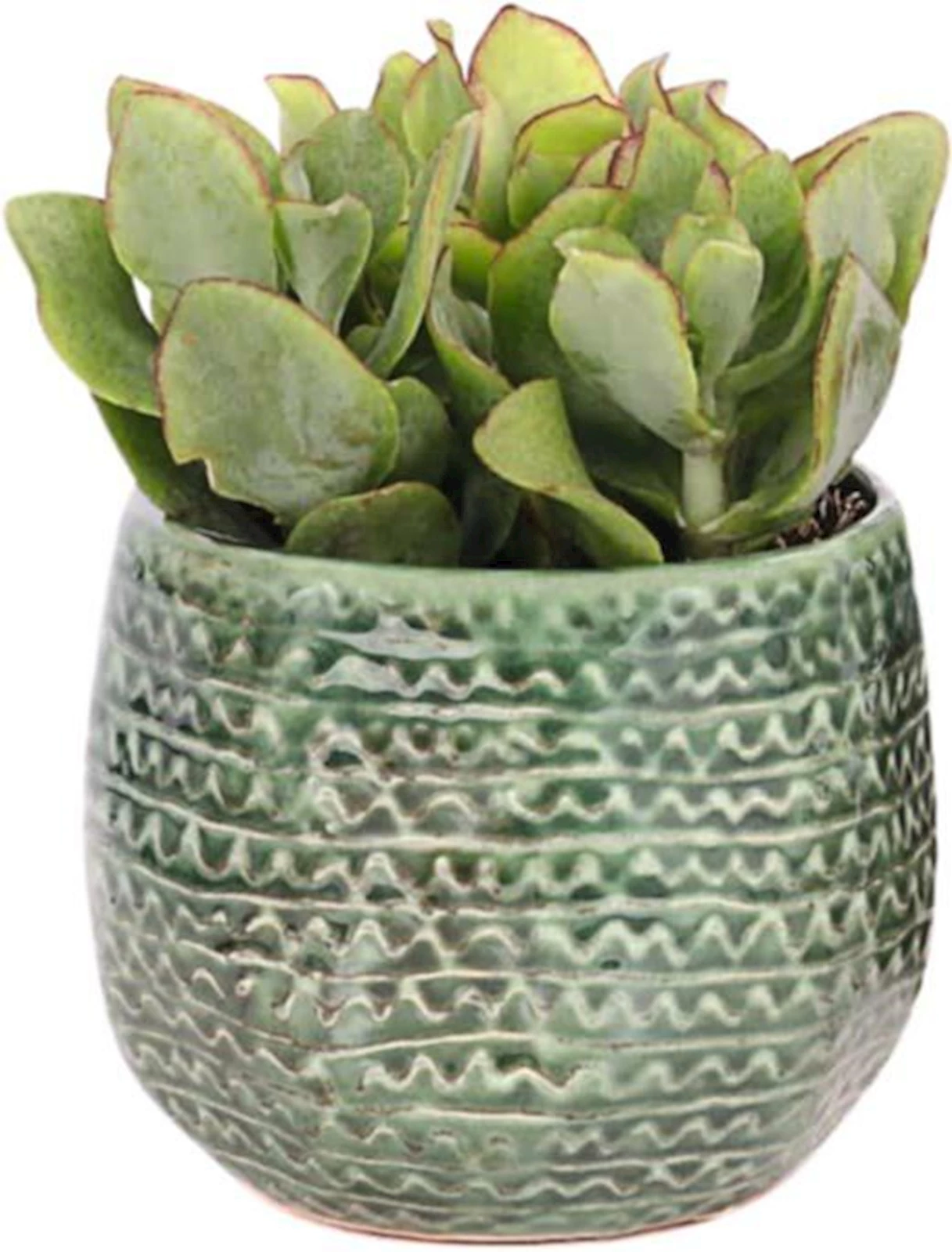 Sukkulenten im Hugo Topf P10.5 cm