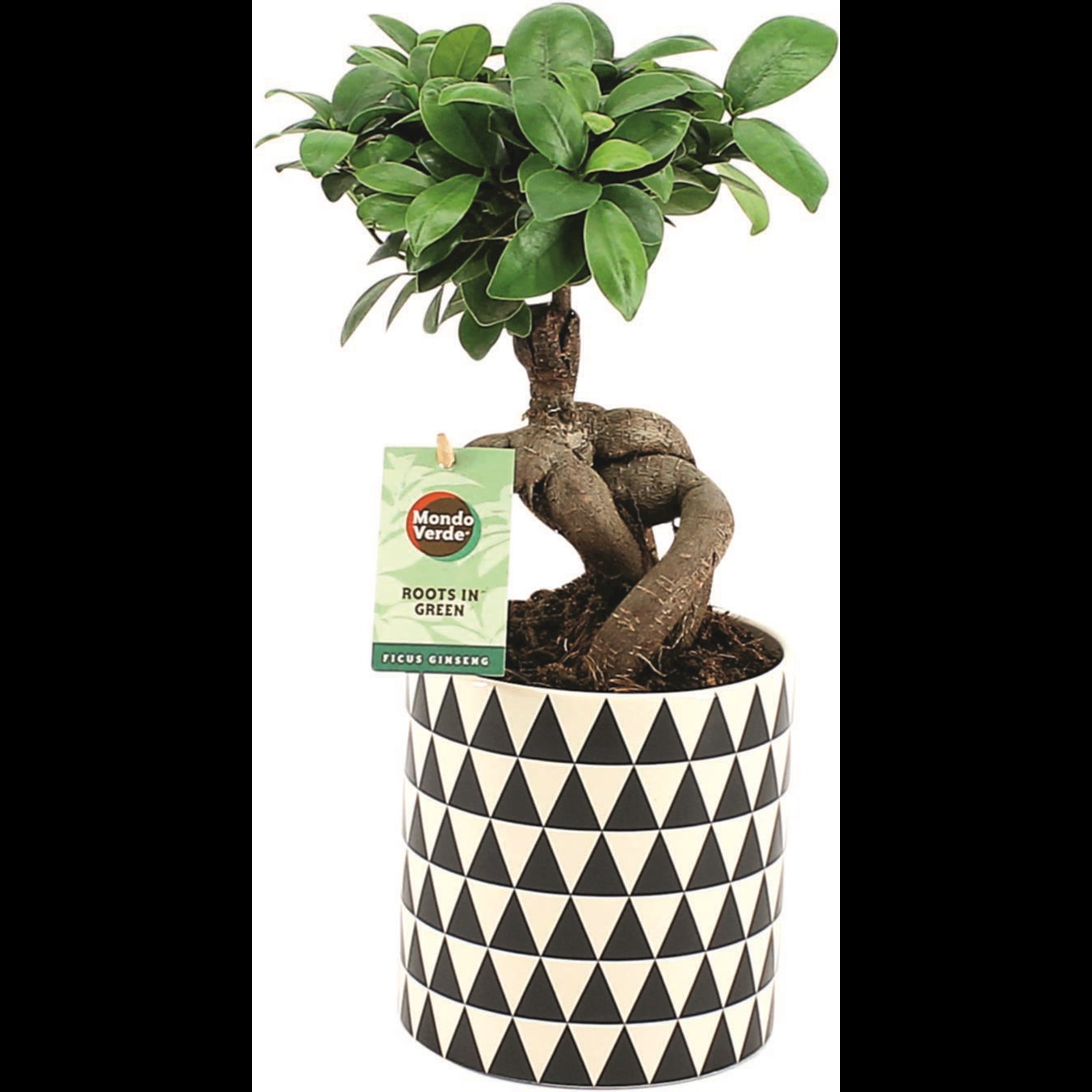 cm kaufen i.Keramik Zimmerpflanzen LANDI - - Grünpflanzen P12
