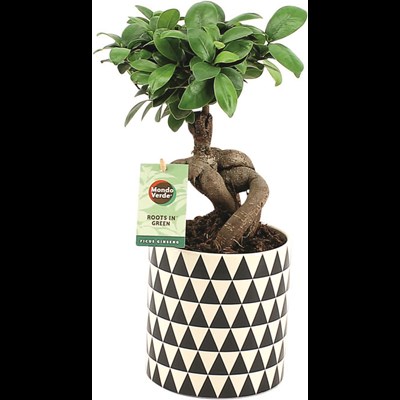 i.Keramik cm - Zimmerpflanzen Grünpflanzen - P12 kaufen LANDI