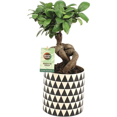 Grünpflanzen i.Keramik P12 cm kaufen - Zimmerpflanzen - LANDI