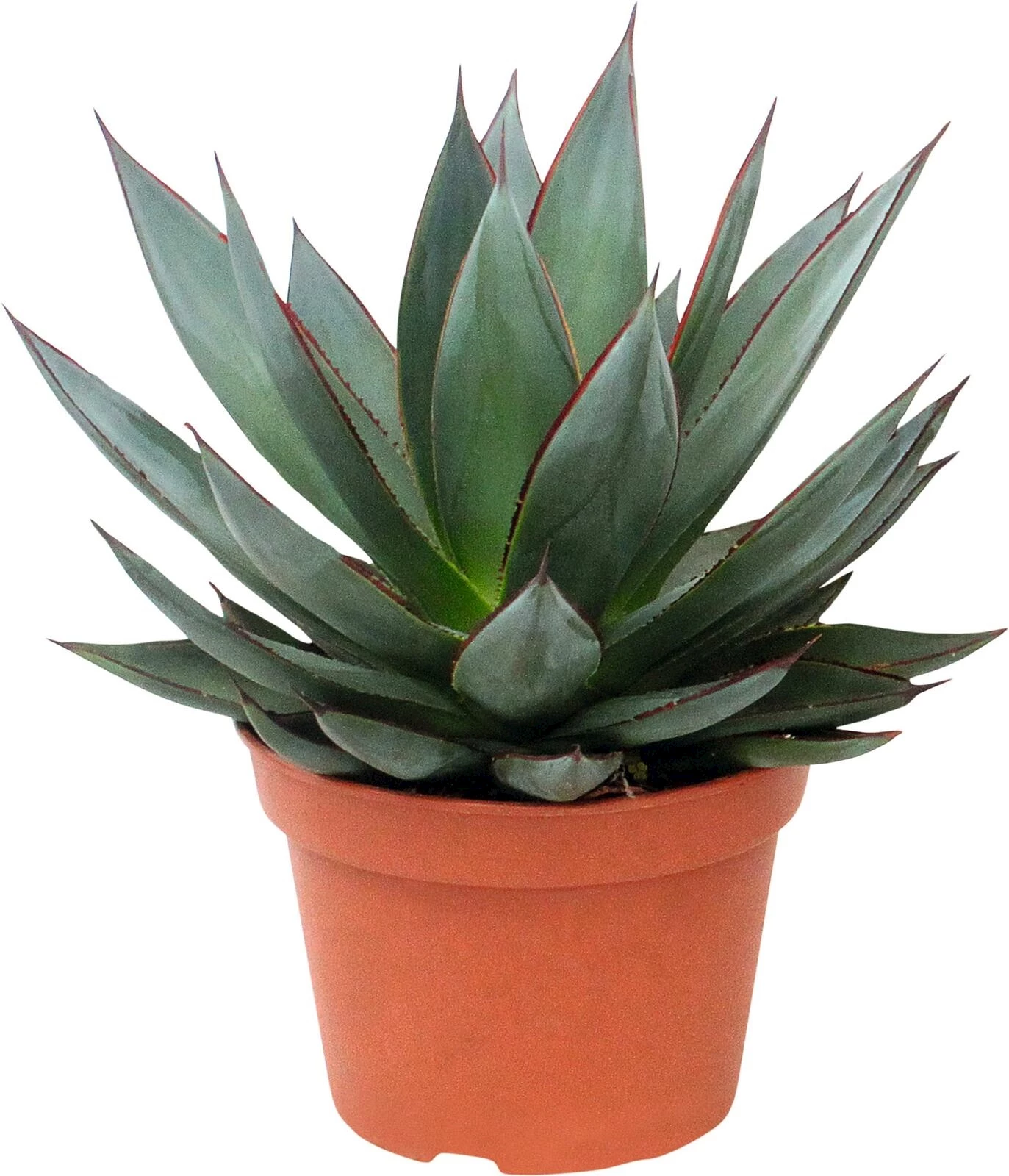 Agave Shaka Zulu P15 cm