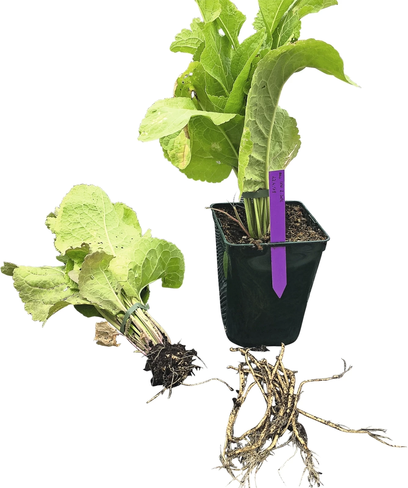 Meerrettich P 1.3l kaufen Setzlinge u. Gemüse LANDI