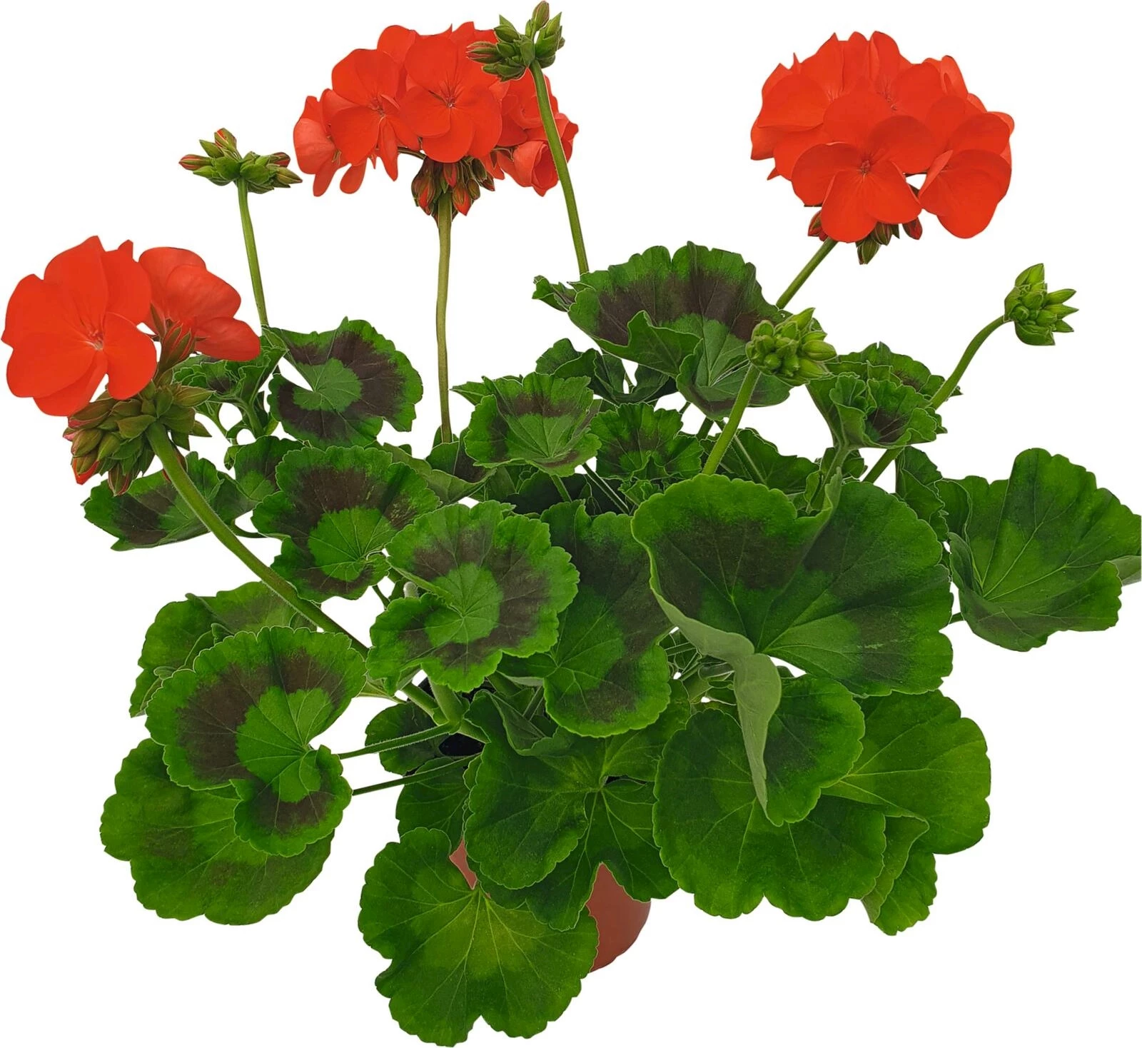 Bundeskanzler Geranium steher P13 cm