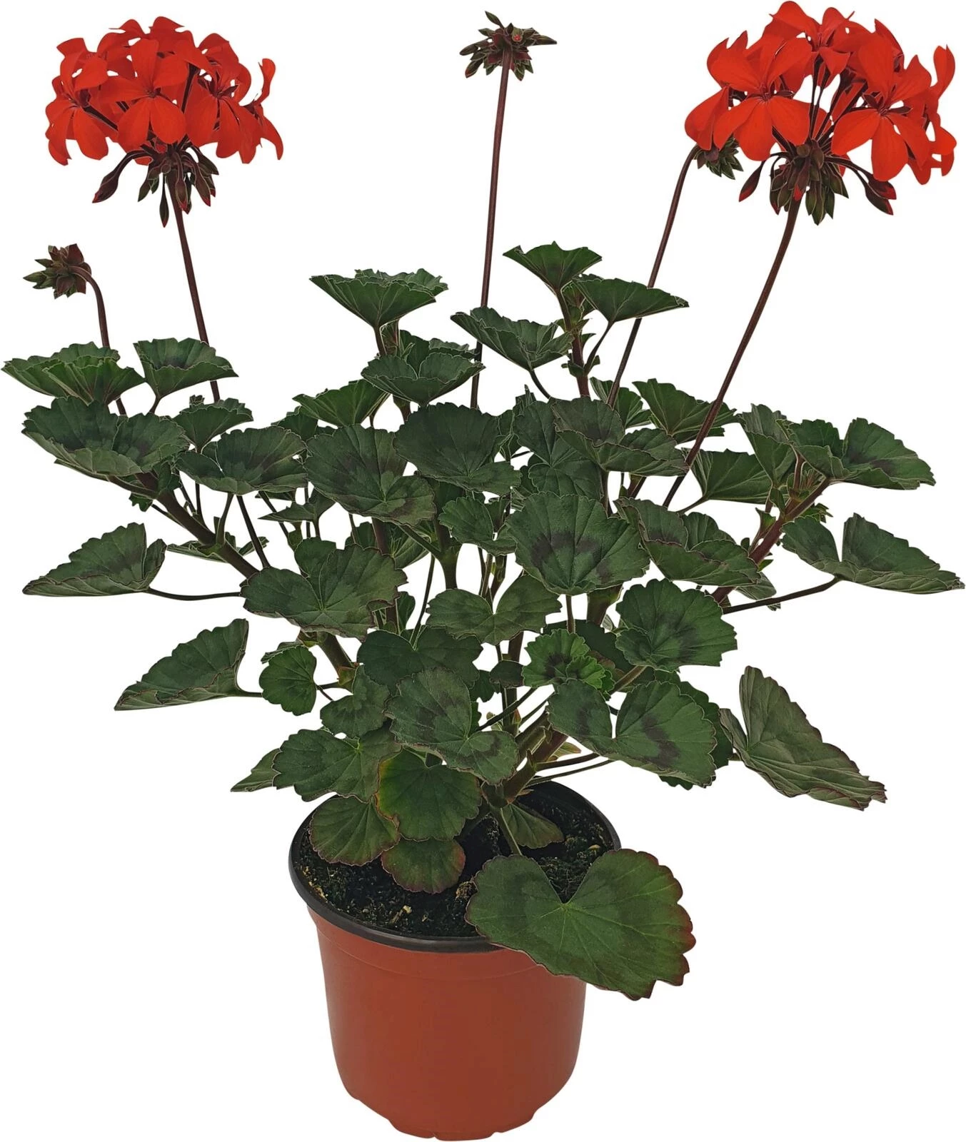 Stadt Bern Geranium steher P13 cm