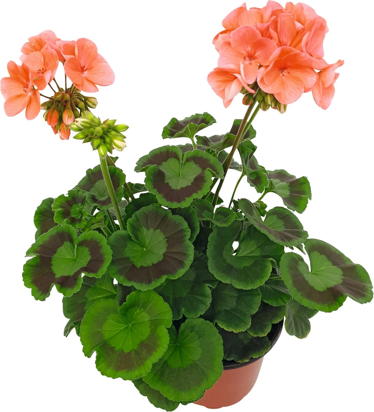 Bergpalais Geranium steher P13 cm