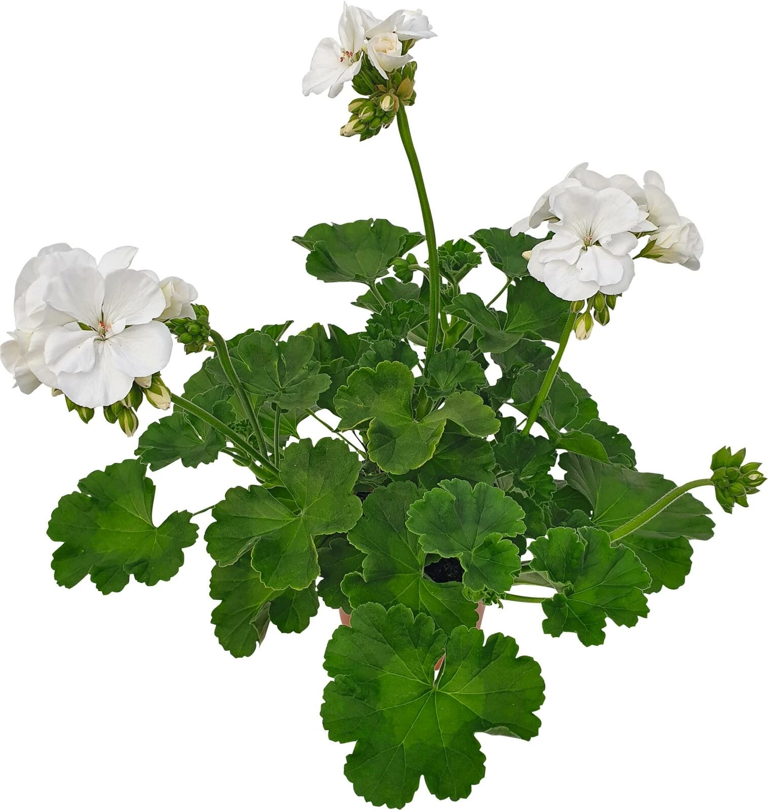 Glacis Geranium steher P13 cm