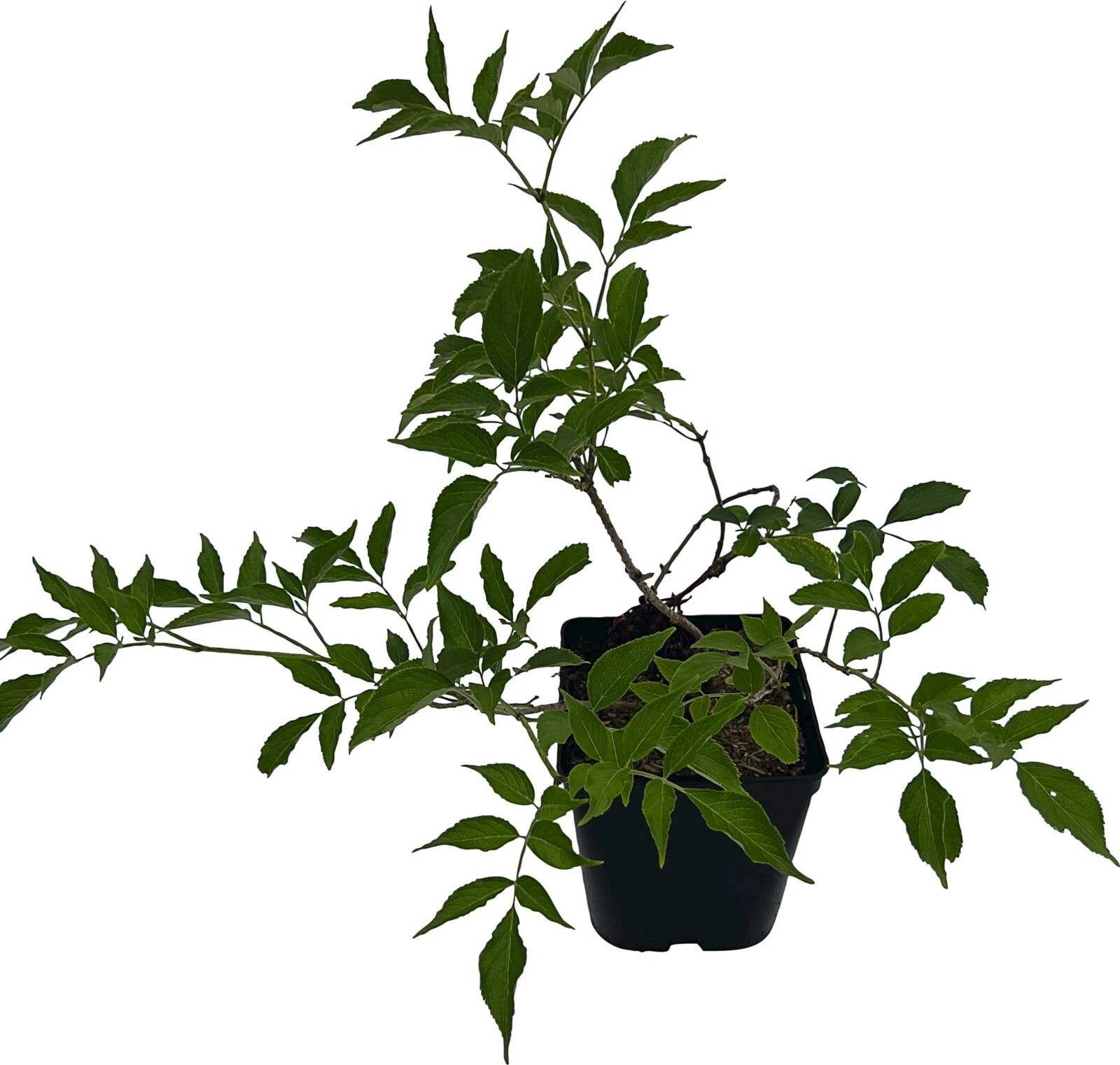 Holunder Haschberg P5 l