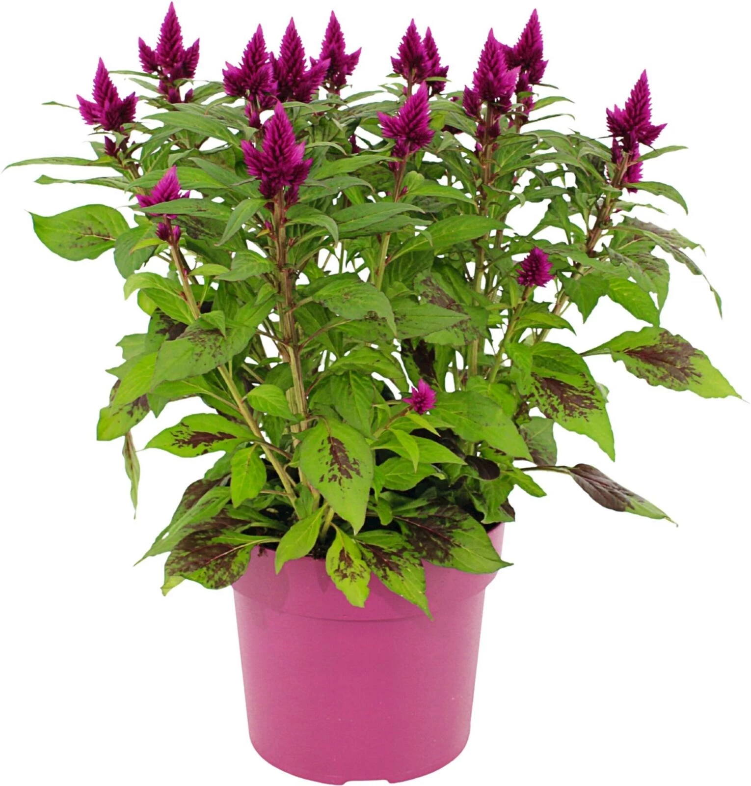 Celosia P19 cm