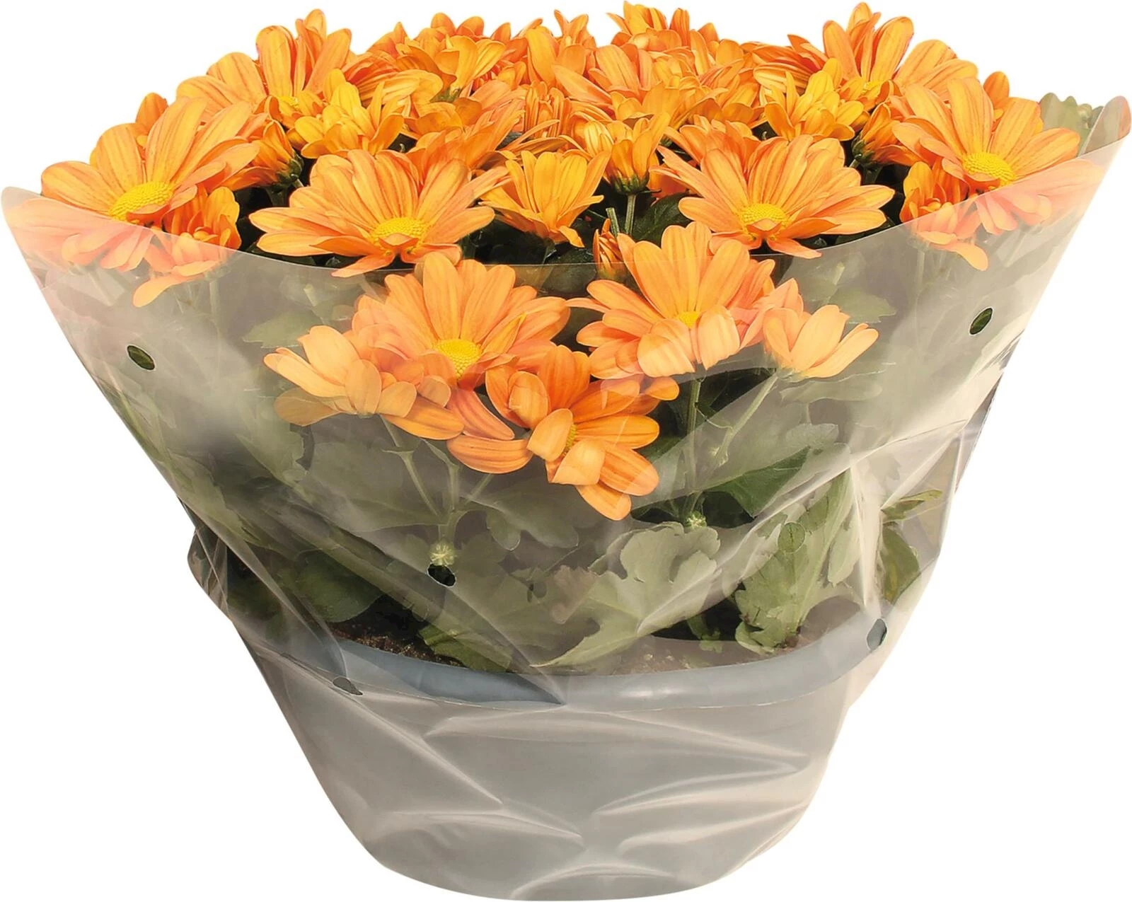 Chrysantheme Mix P23 cm