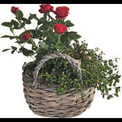 Sachet panier roses 22x16 cm