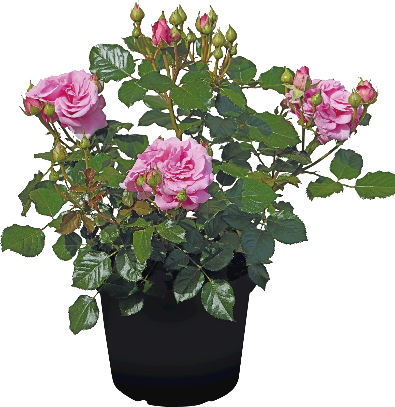 Roses Patiohit P19 cm