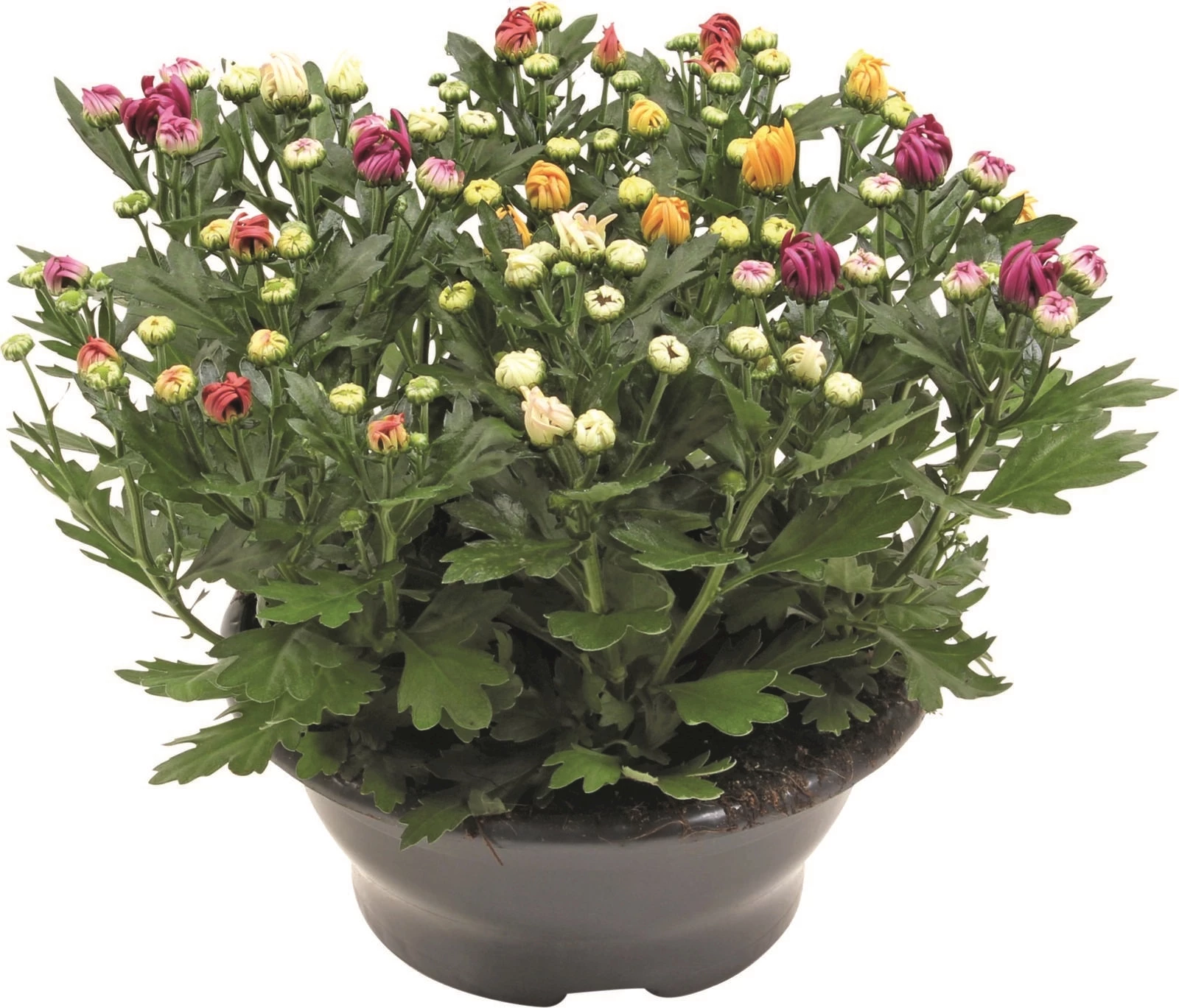 Chrysantheme Carneval P23 cm