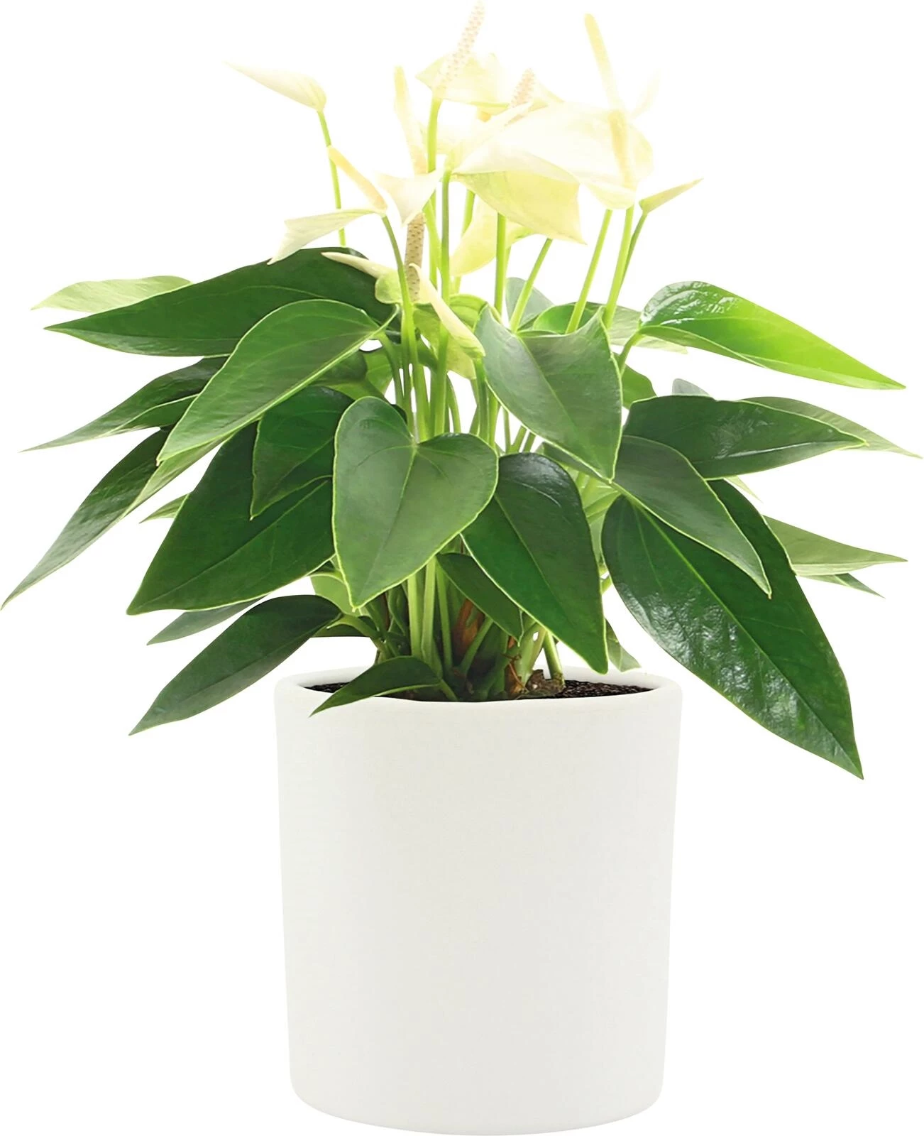 Anthurium im UT P9 cm