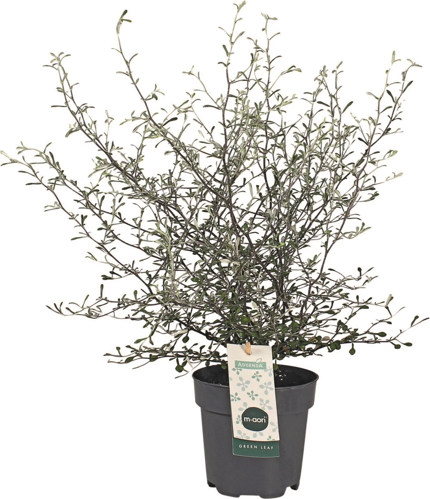 Corokia Maori Green P12 cm