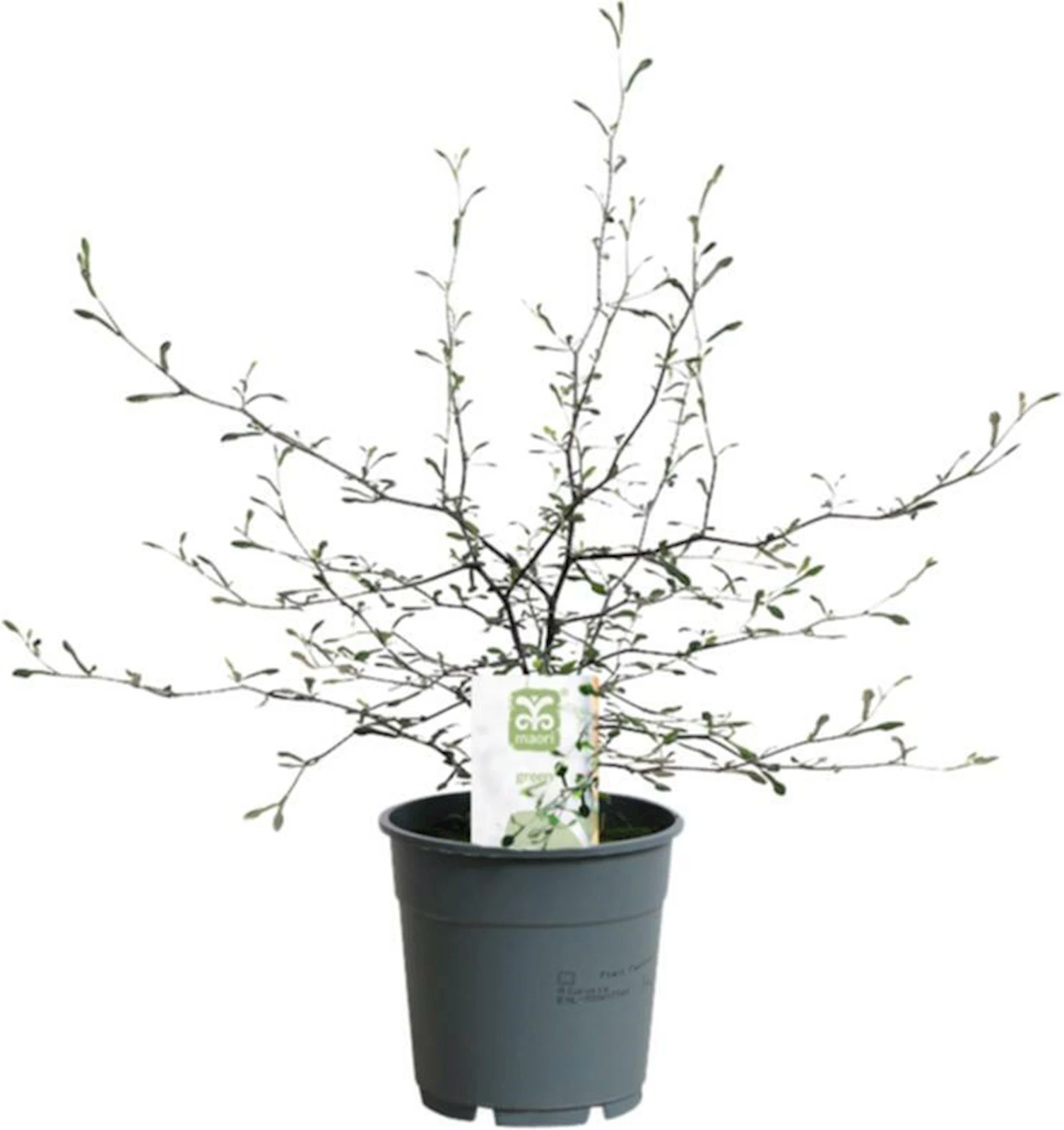 Corokia Maori Green P12 cm