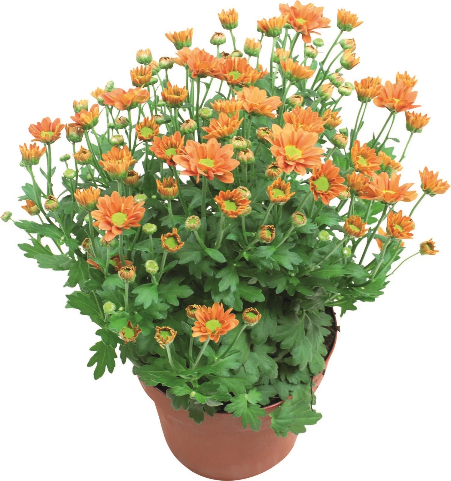 Chrysanthemum Madiba Mix P14 cm