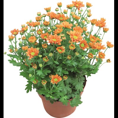 Chrysanthemum Madiba Mix P14 cm
