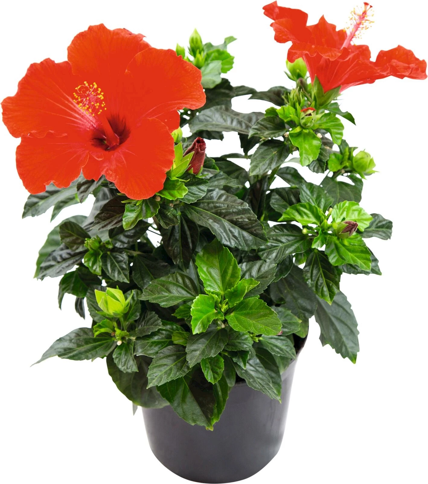 Hibiscus Busch P17 cm kaufen Mediterrane Pflanzen LANDI