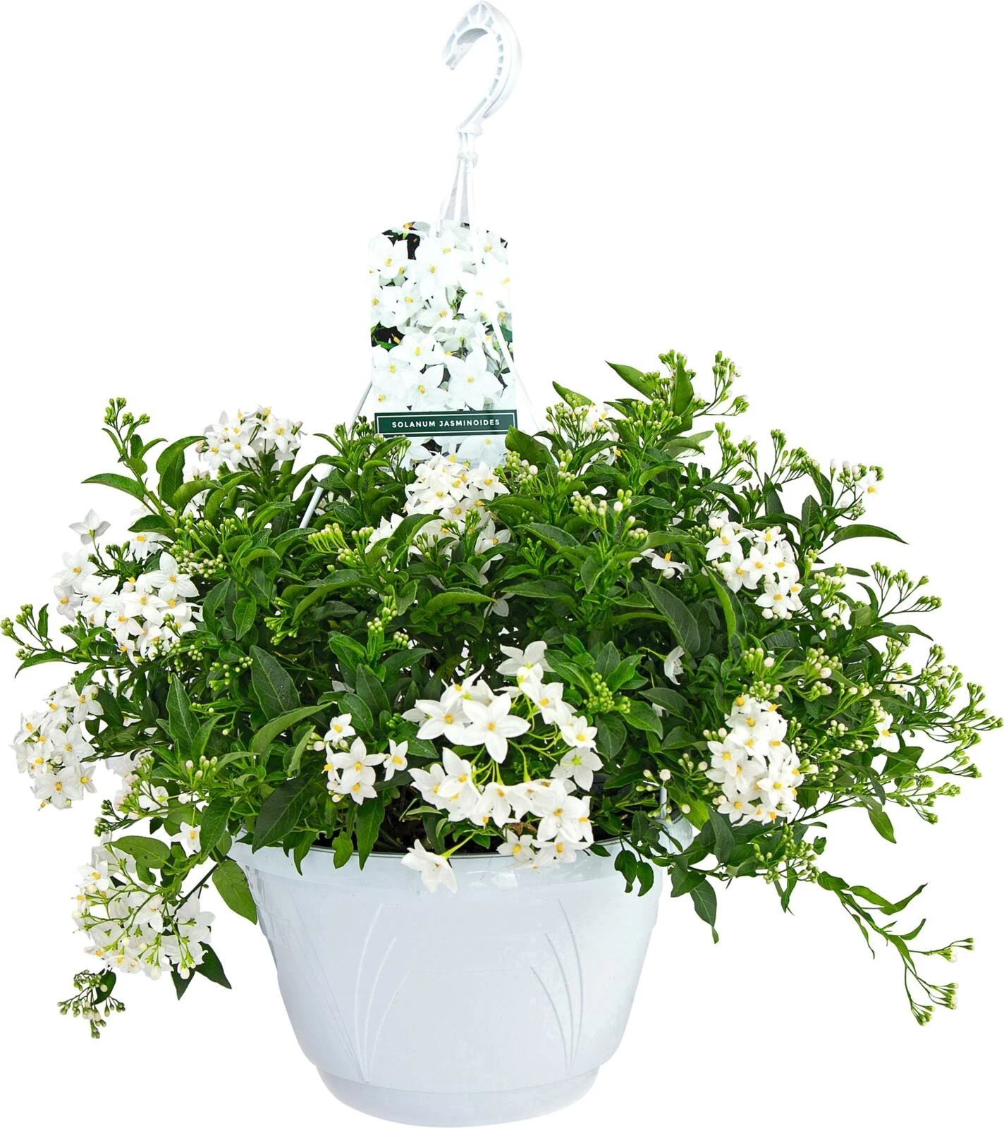 Solanum Jasminoides Ampel P25 cm