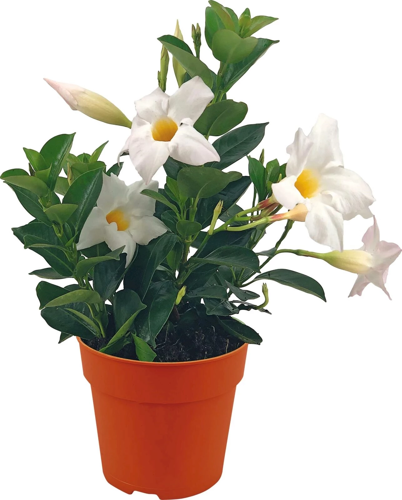 Dipladenia weiss P10.5 cm