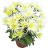 Chrysanthemum Spider Mix P14 cm