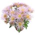 Chrysanthemum Spider Mix P14 cm