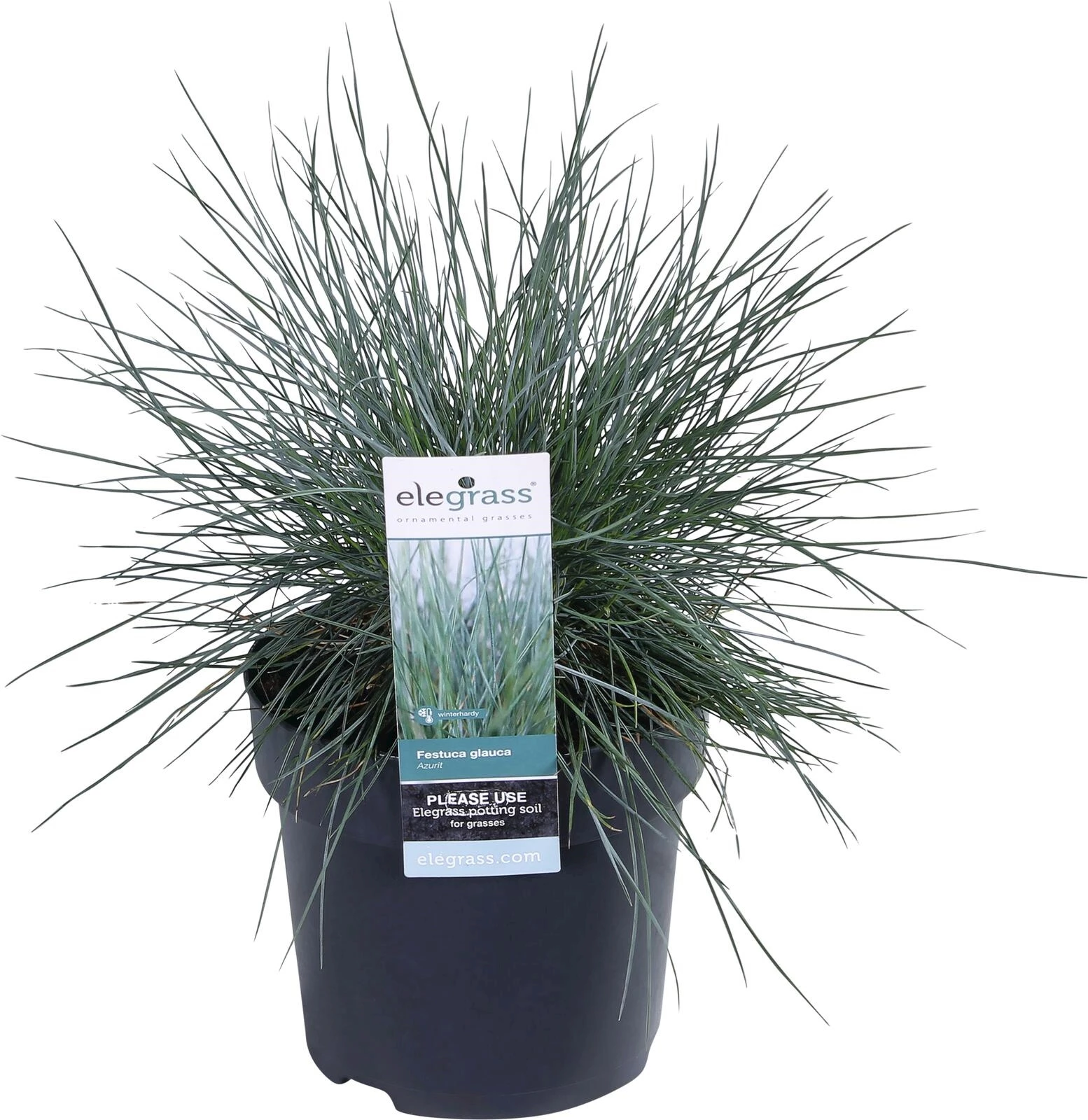 Ziergras Mix Frühling P14 cm