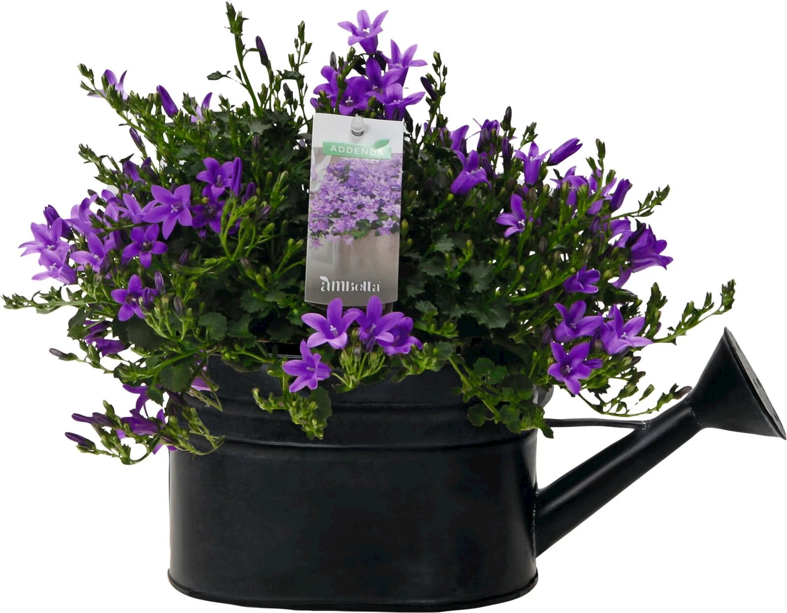 Campanula in Giesskanne P12 cm