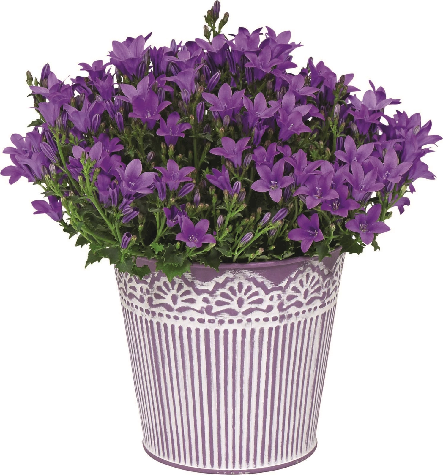 Campanula im UT P12 cm