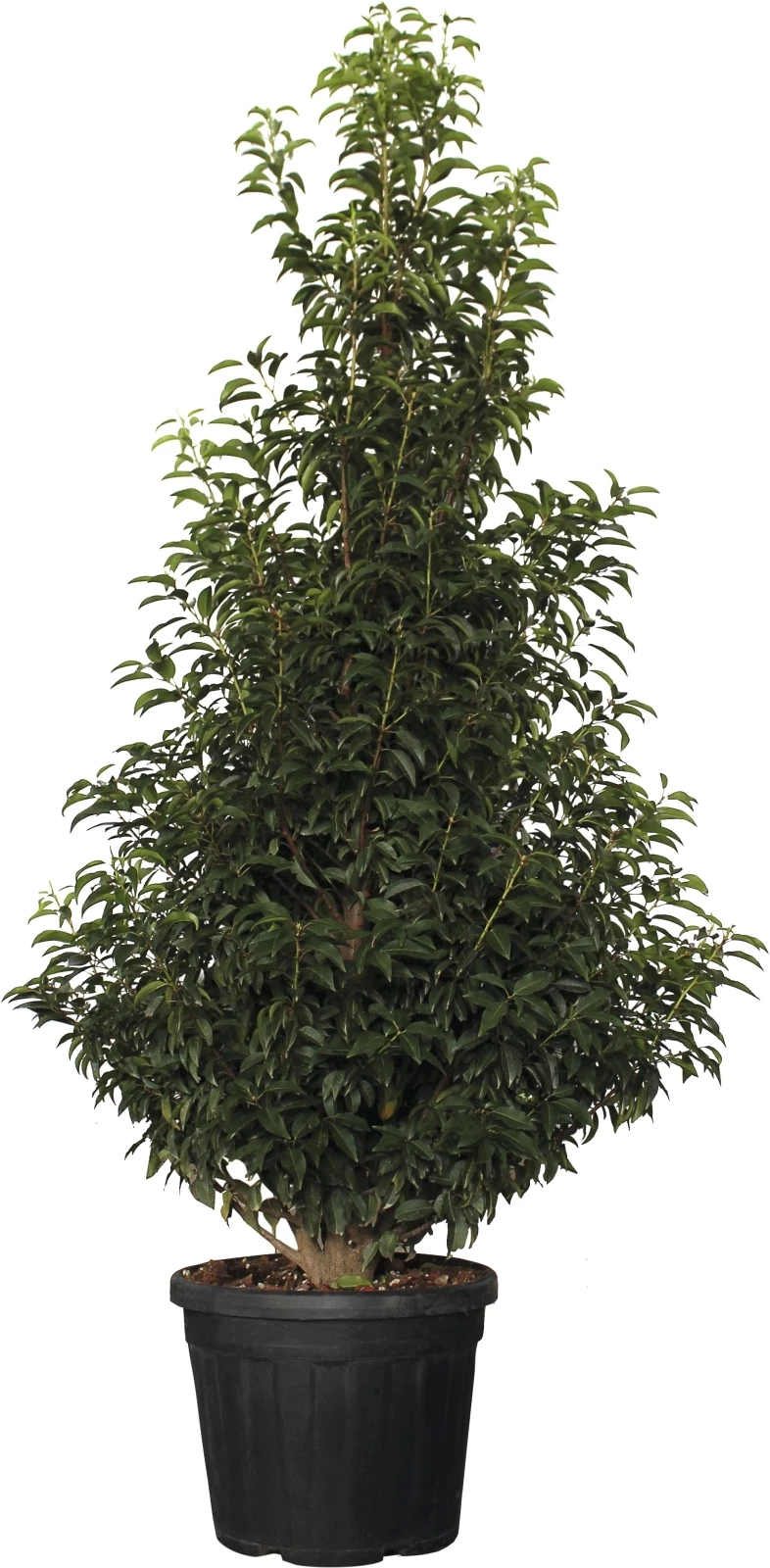 Prunus Lusitanica ang.Busch P35 l