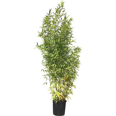 Bambus Phyllostachis Aurea P10 l
