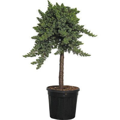 Juniperus Blue Pac. 1/4 t. P 12 l