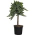 Juniperus Blue Pac. 1/4 t. P 12 l