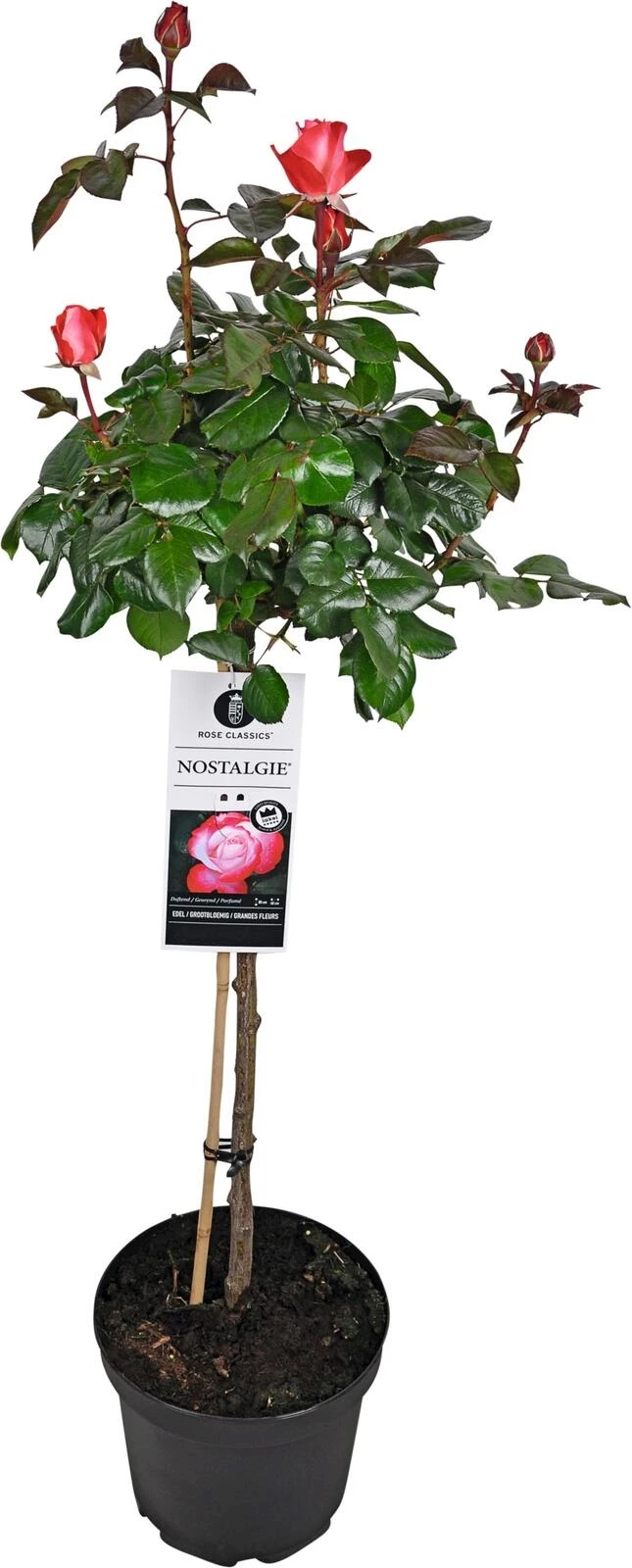 Rosenstamm P7.5 l H 70 cm