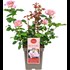 Roses nobles parfum. Mix P23 cm