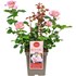 Roses nobles parfum. Mix P23 cm