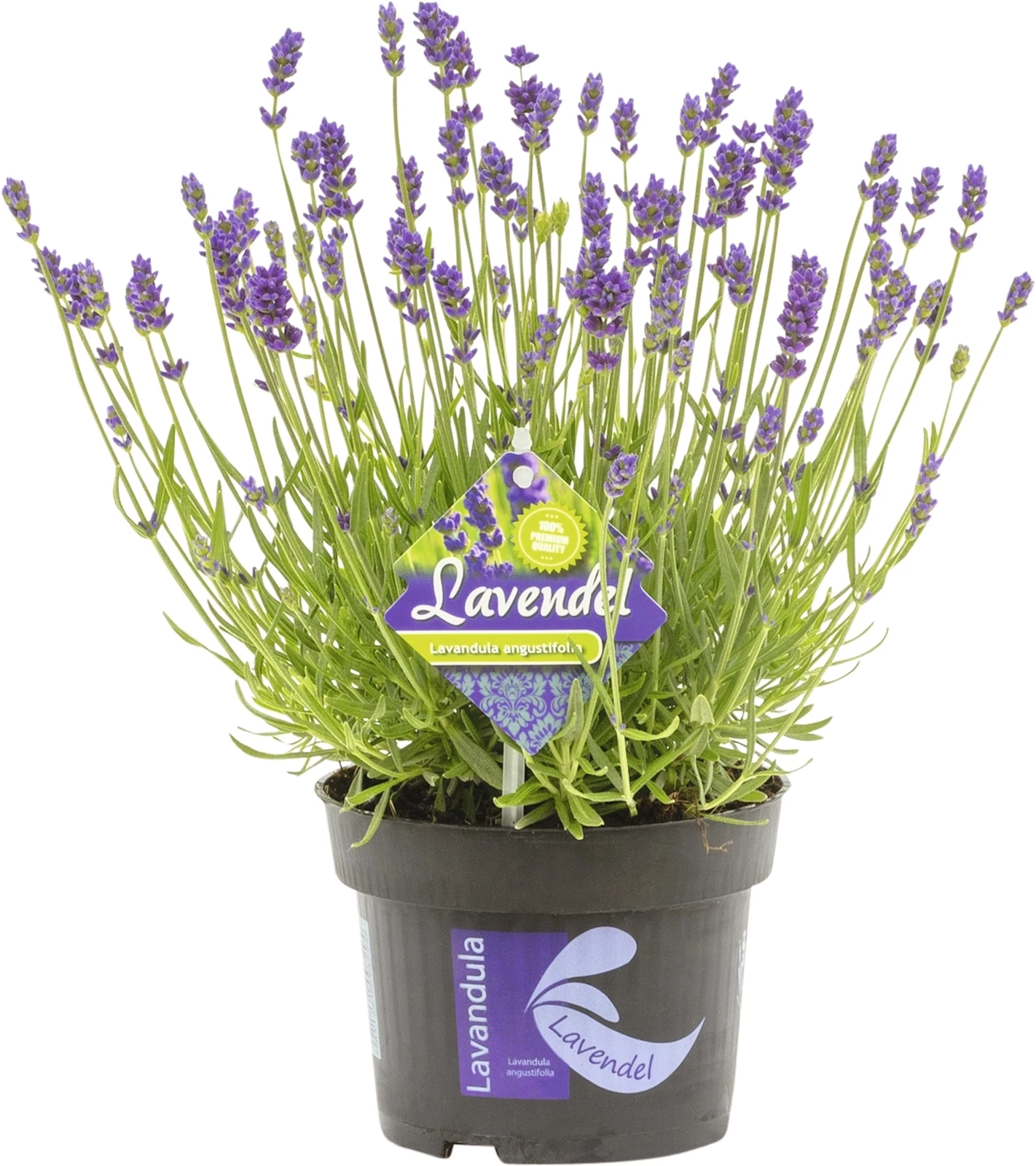 Lavende Hidcote blue P13 cm