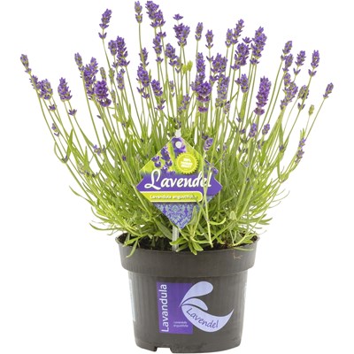Lavendel Hidcote blue P13 cm