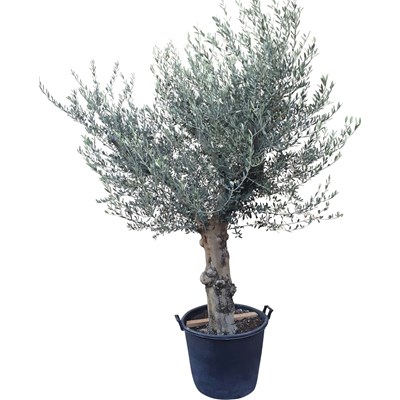 Tessinerpalme landi Tessinerpalme landi