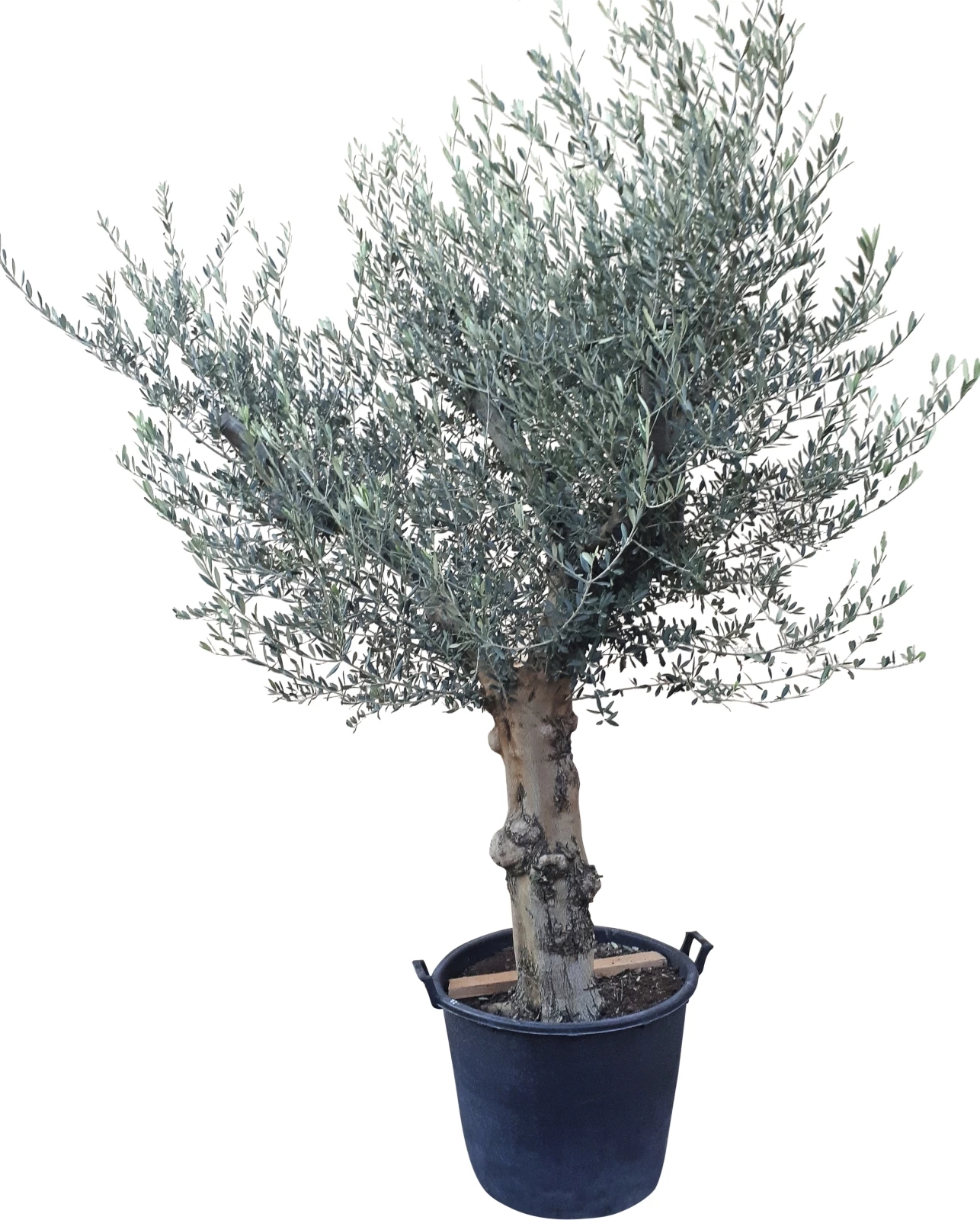 Olivenbaum XL kaufen Mediterrane Pflanzen LANDI