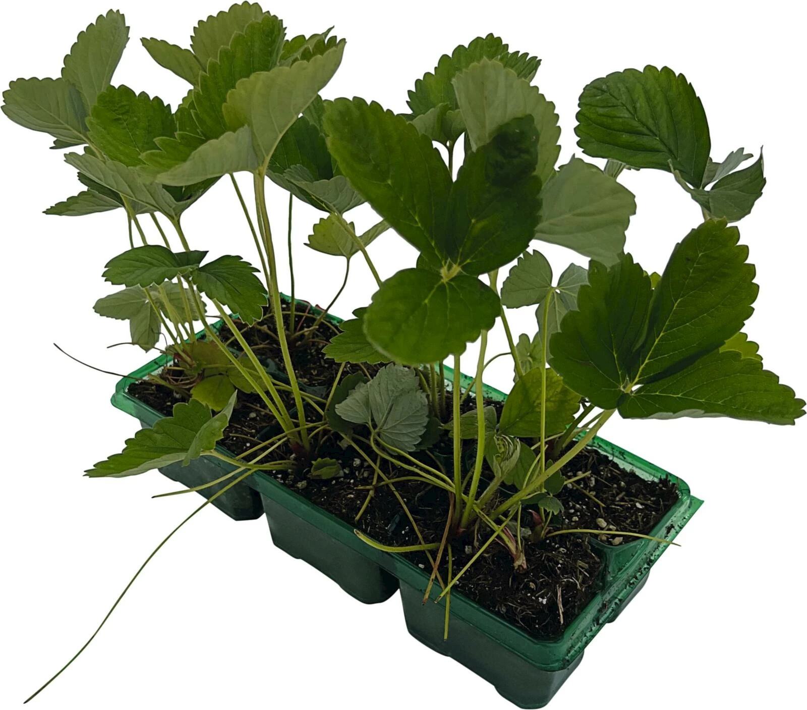 Erdbeeren Früh Belleure 6er Schale