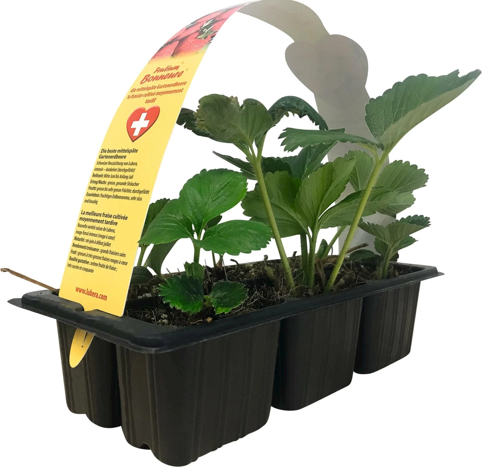 Erdbeeren Spät Bonneure 6er Schale