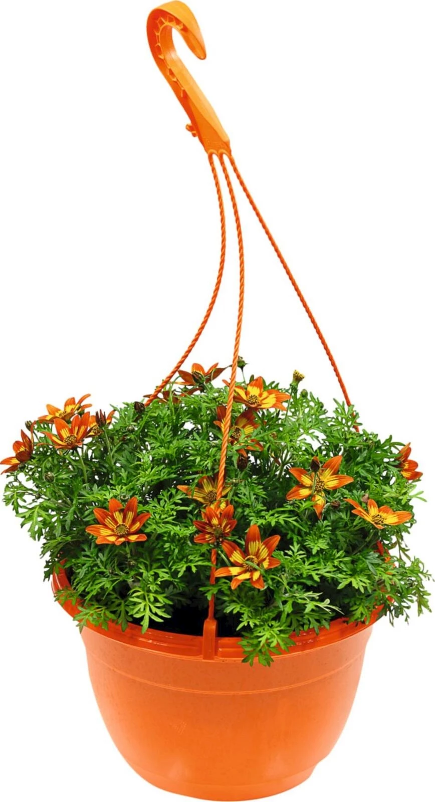 Bidens Hawai susp. P25 cm