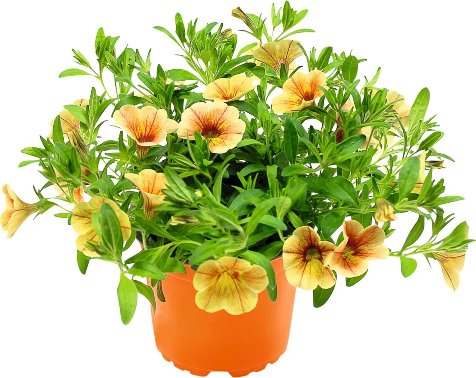 Calibrachoa Comp. or. red P12 cm