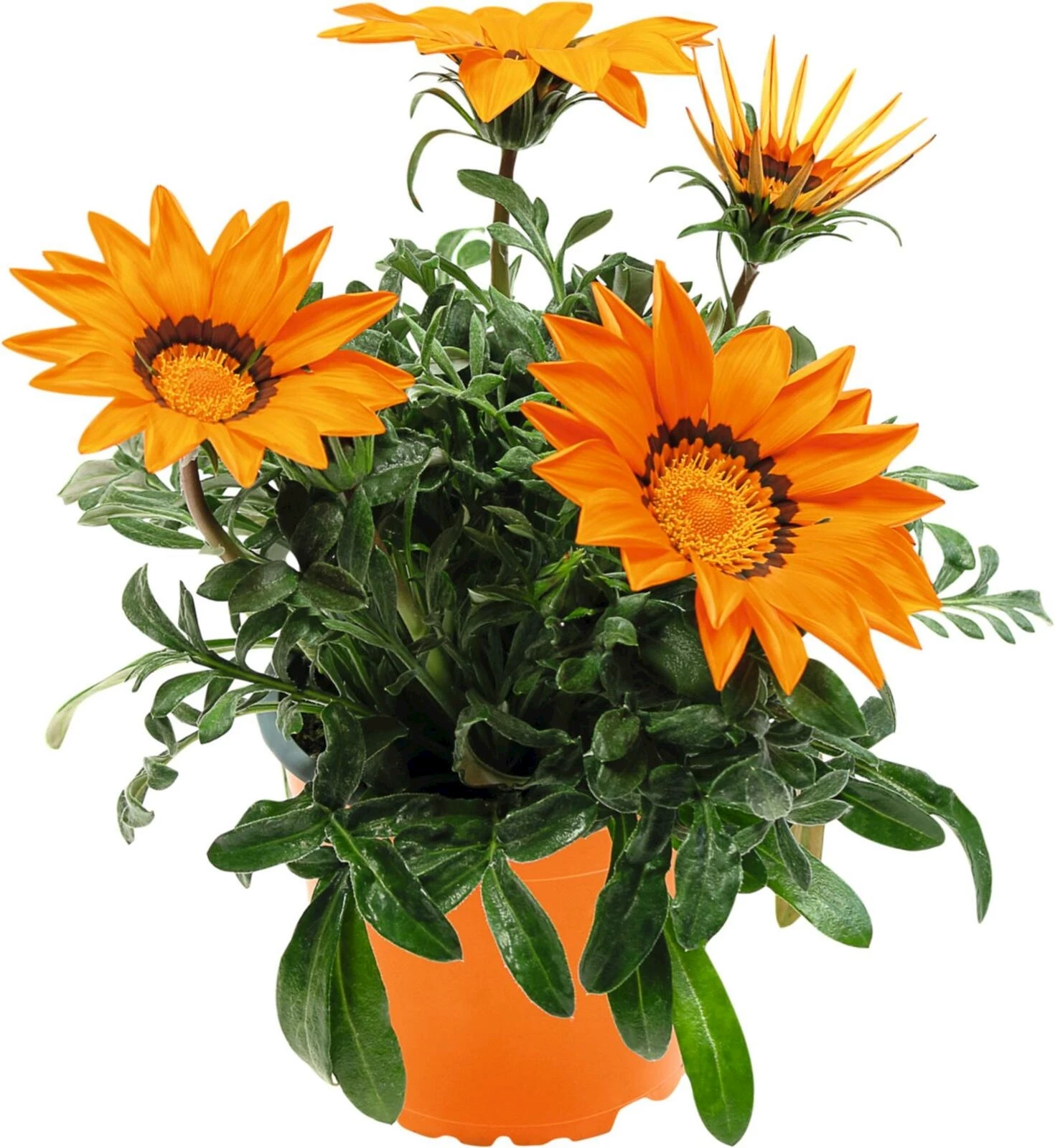 Gazania orange Flame P12 cm