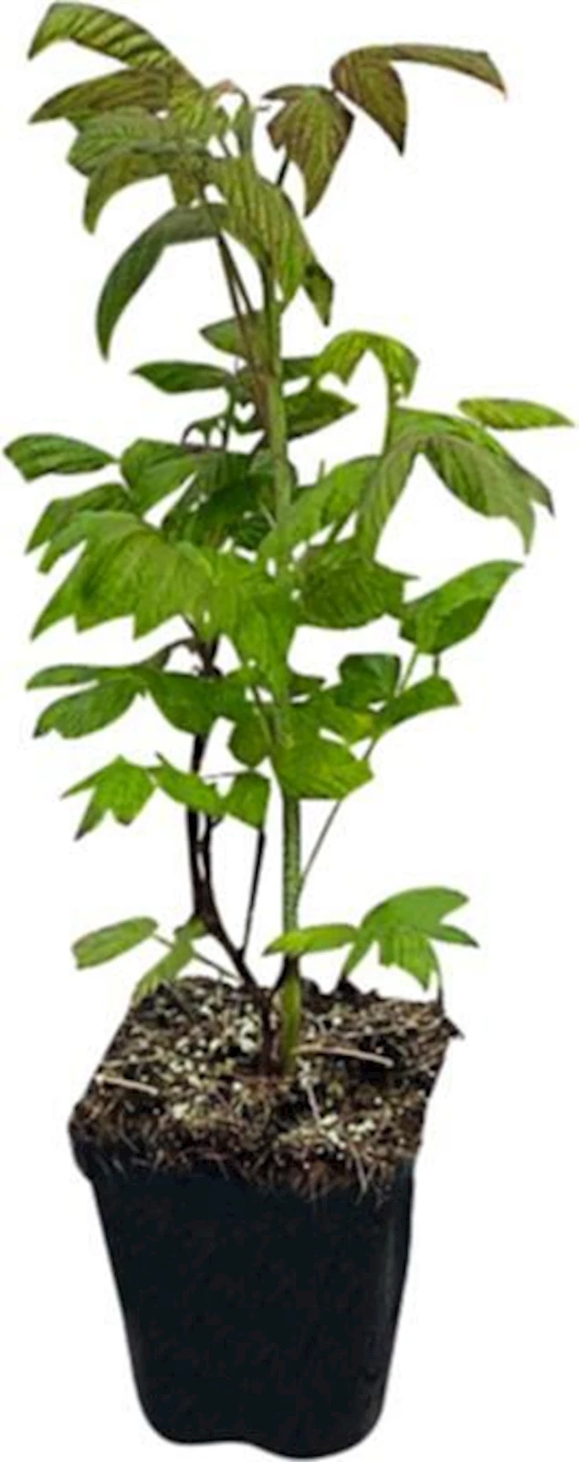 Himbeeren Autum Amber 1.3 l